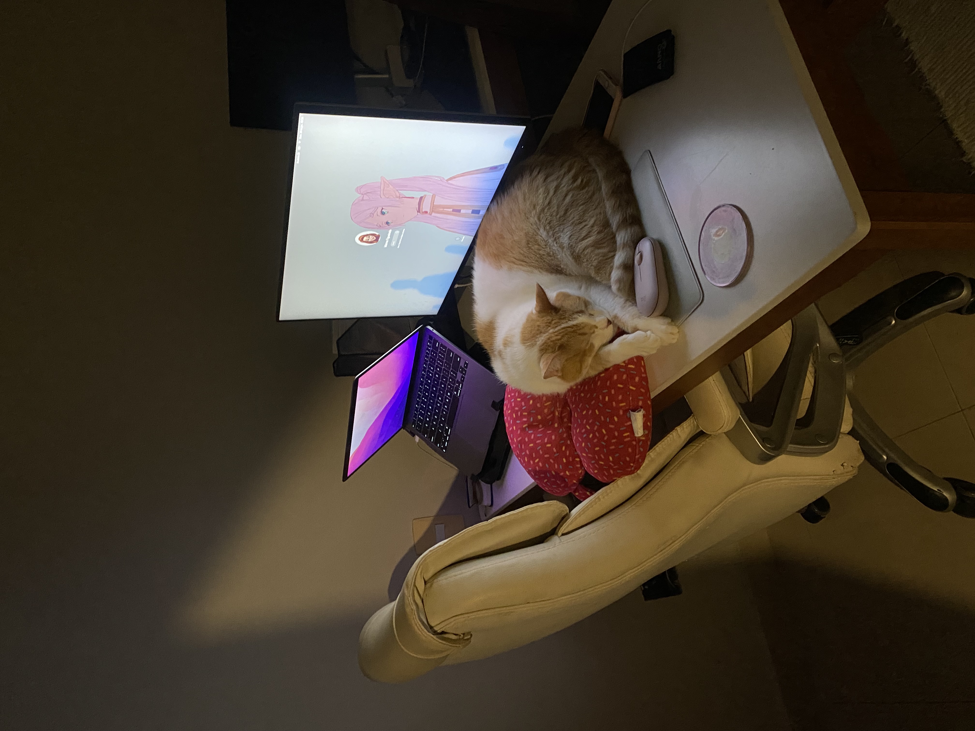 Tampinha fazendo Home-Office