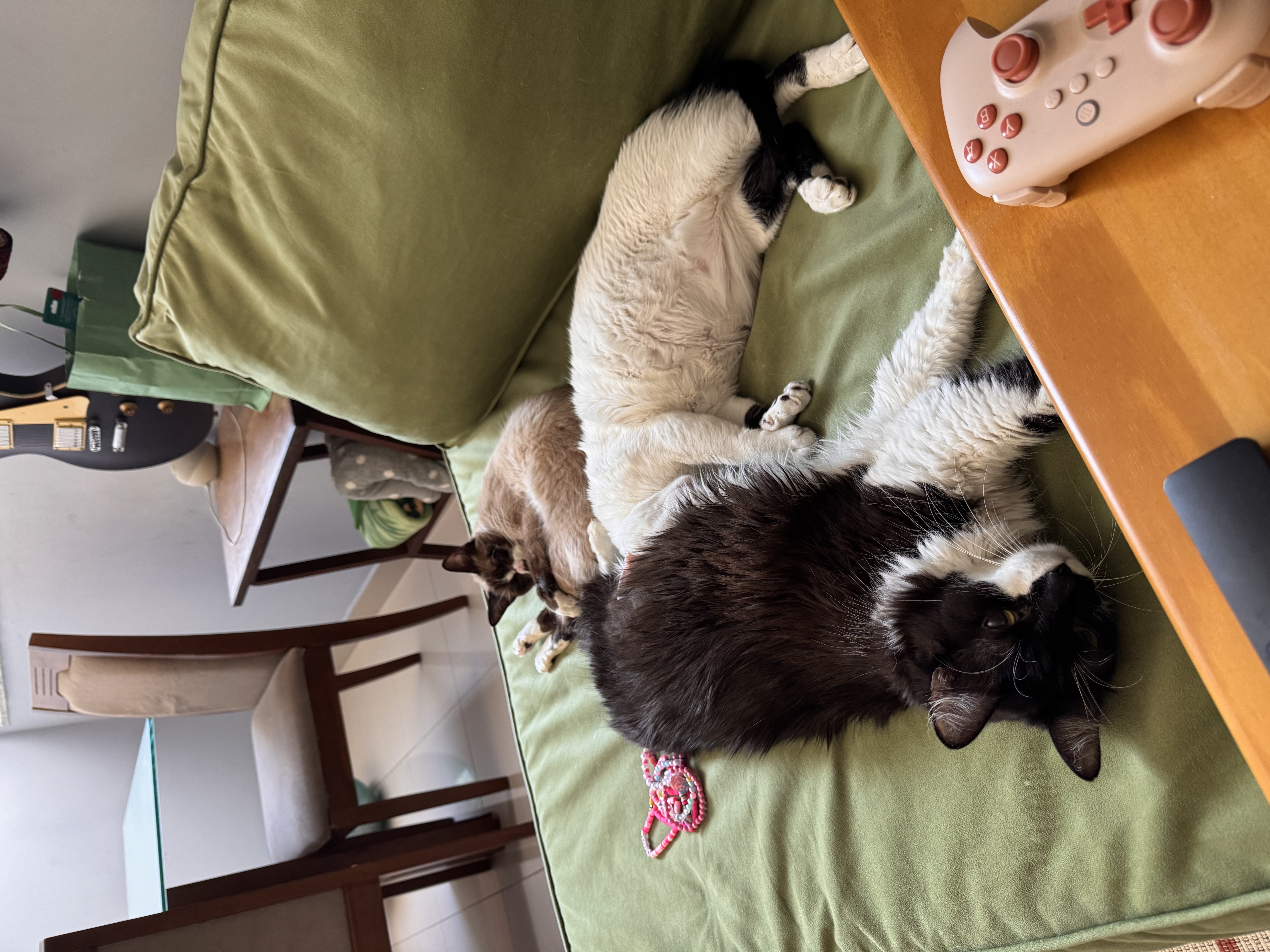 Gatos Gamers